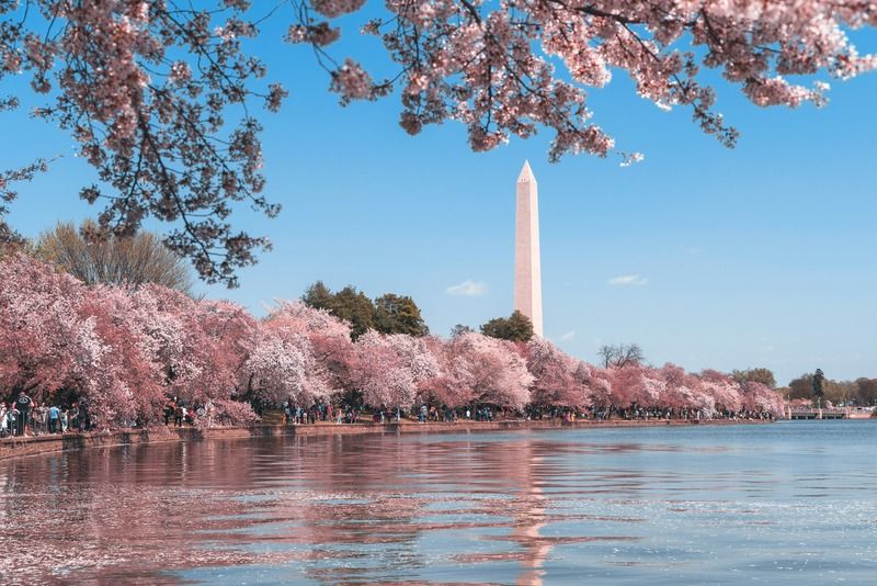 Washington Monument reflected in the Tidal Basin, framed by rows of blooming cherry blossom trees in full spring color, Washington DC
