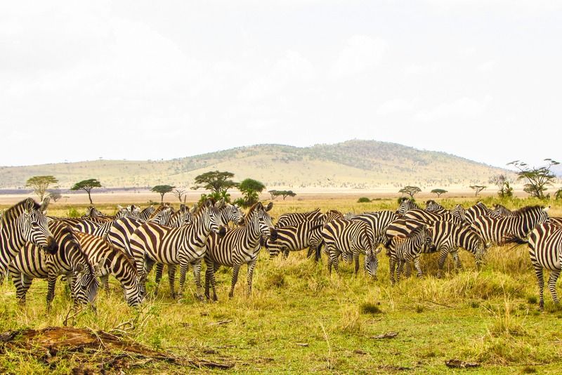 Large herd of zebras grazing on open savanna grasslands with acacia trees and rolling hills in the background