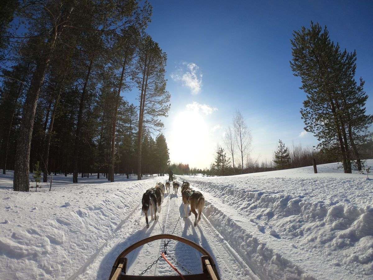 Dog sled team running along a snowy forest trail under a bright winter sky