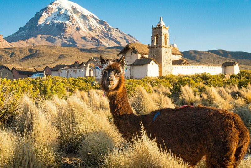 Llama grazing in golden grassland with a snow-capped volcano and colonial church in the Bolivian Andes