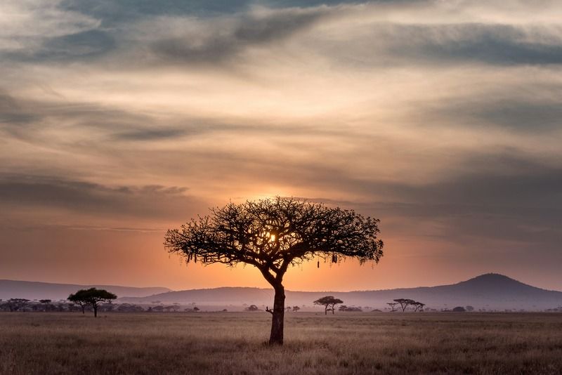 Silhouette of a lone acacia tree standing in an African savanna at sunset with hazy hills in the distance