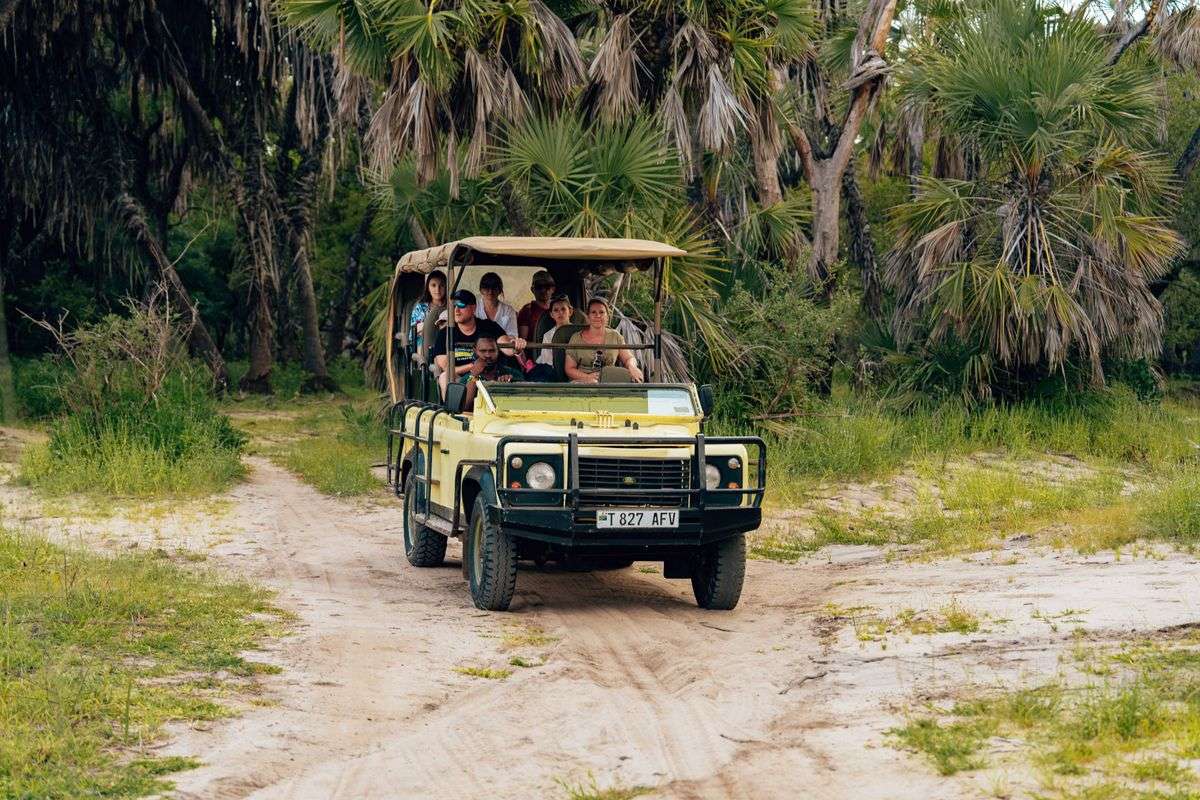 Open safari vehicle carrying travelers along a sandy track through palm trees