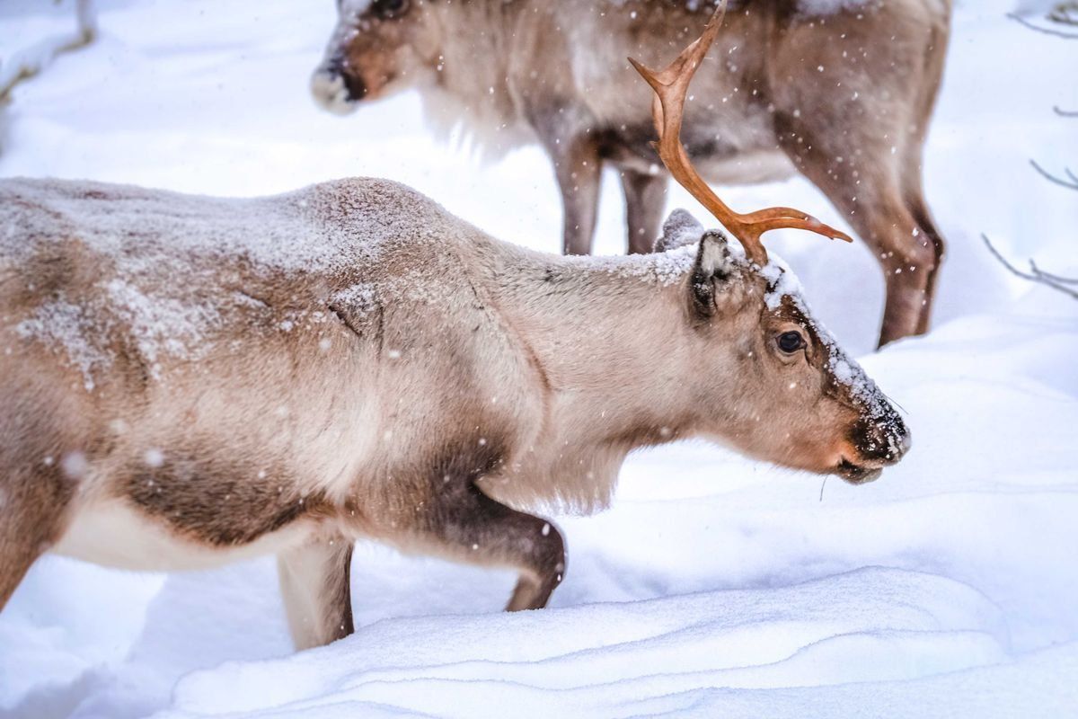 Reindeer walking through deep snow with another reindeer in the background