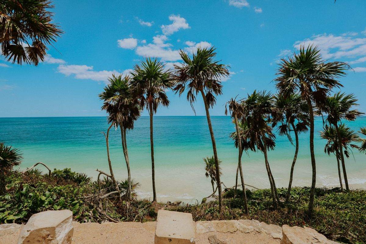 Tall palm trees overlooking a quiet turquoise shoreline under a clear blue sky