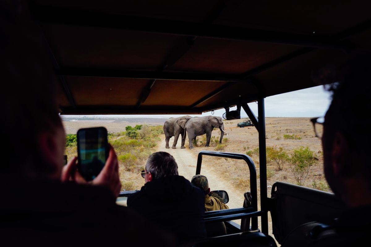 Tourists in a safari vehicle watching two elephants on a dirt track