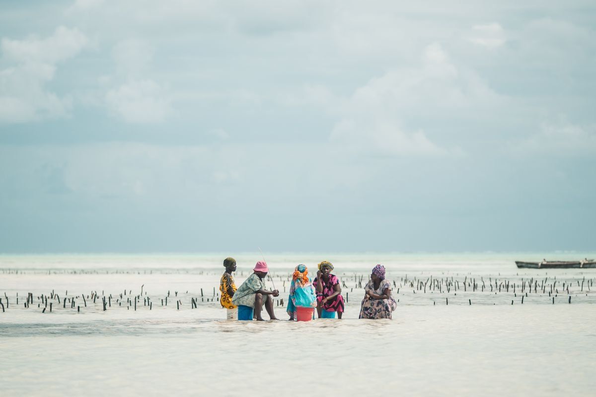 Women standing in shallow water among seaweed farms on a cloudy beach