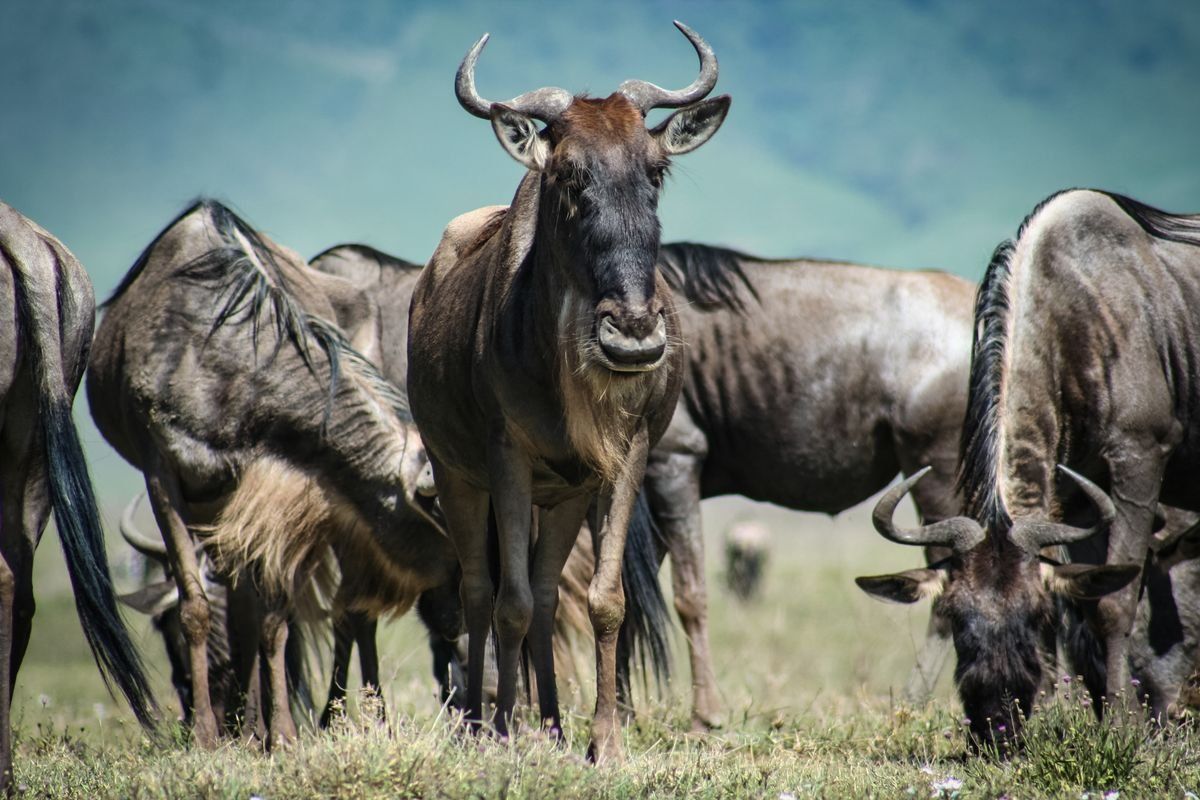 Close view of wildebeest grazing and standing together on open grassland