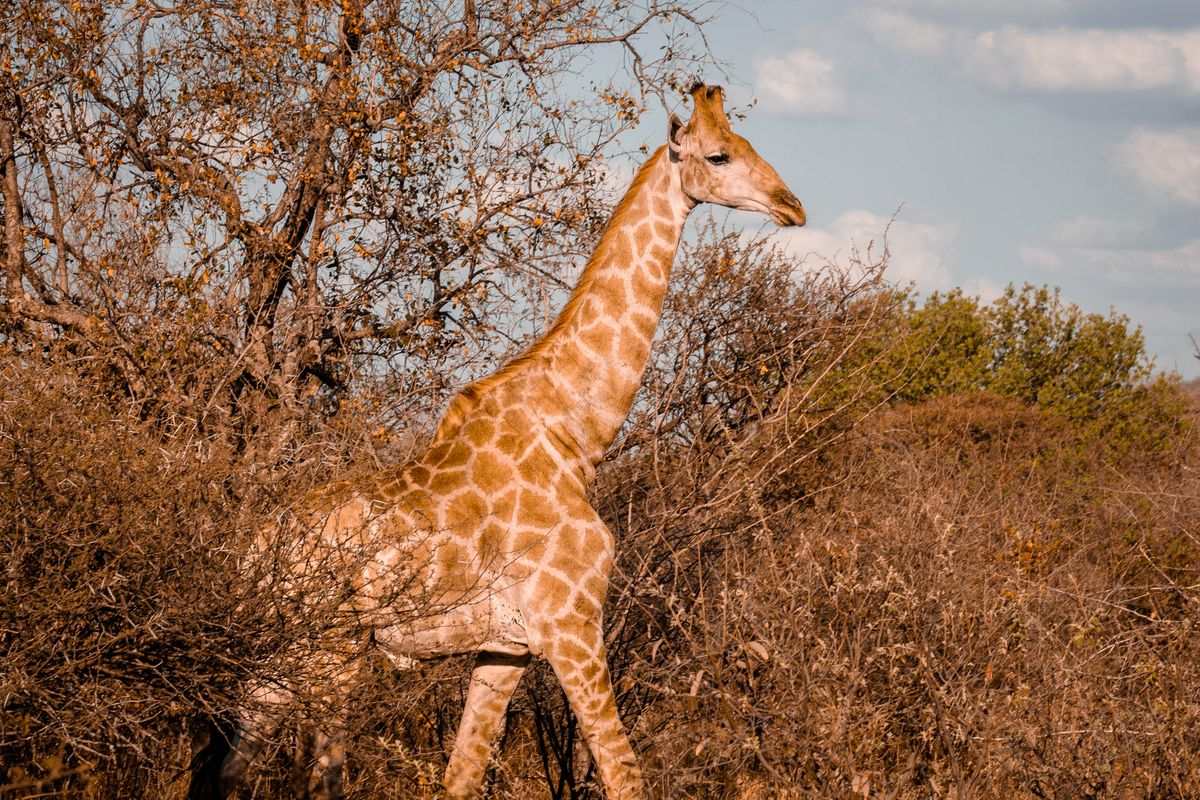 Giraffe walking through dense bushveld with dry shrubs and scattered trees