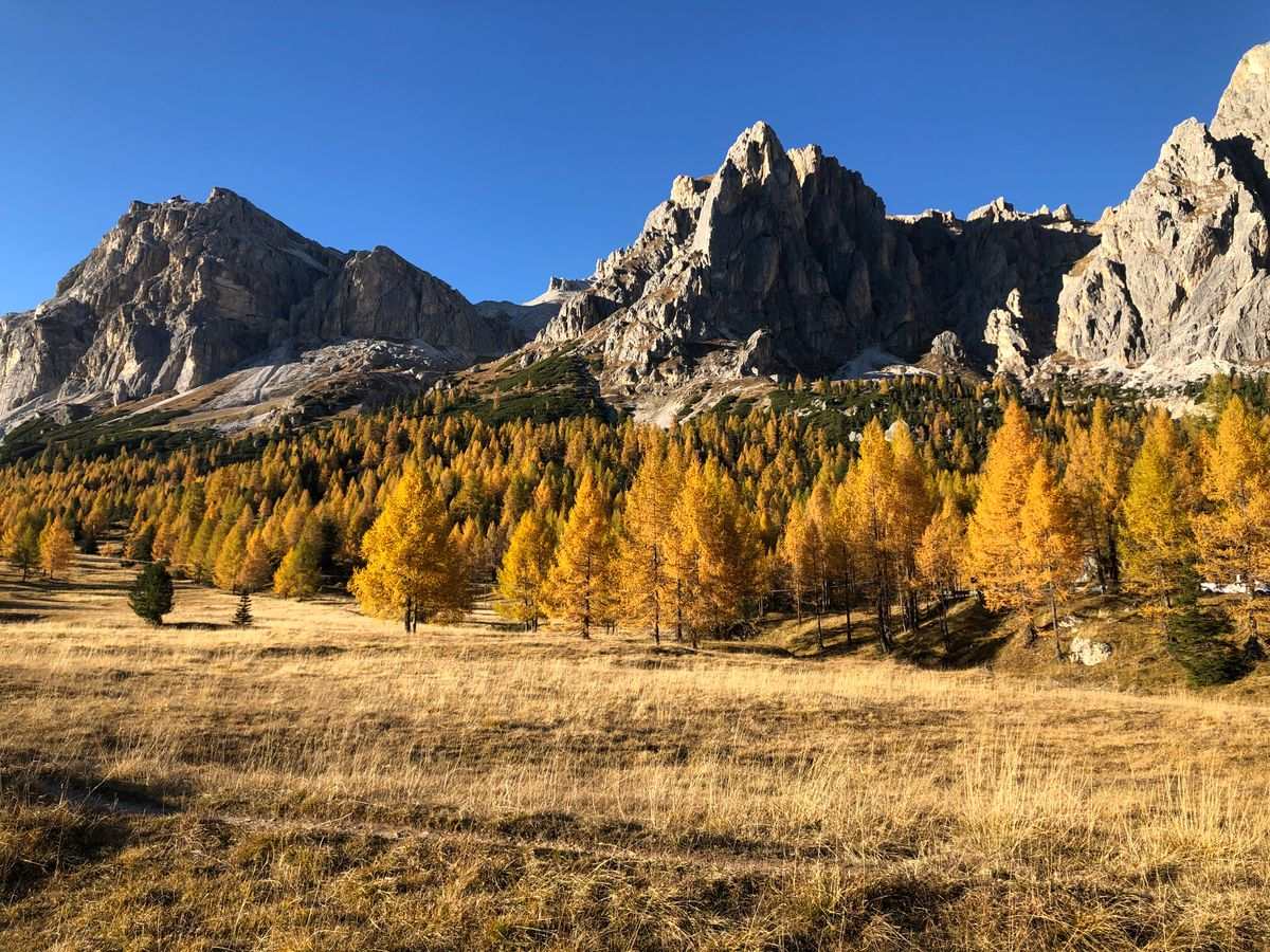 Golden larches below jagged Dolomite peaks under a clear blue sky