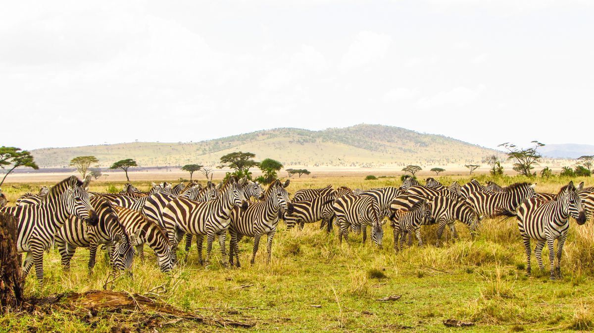 Large herd of zebras grazing on open grassland with low hills in the distance