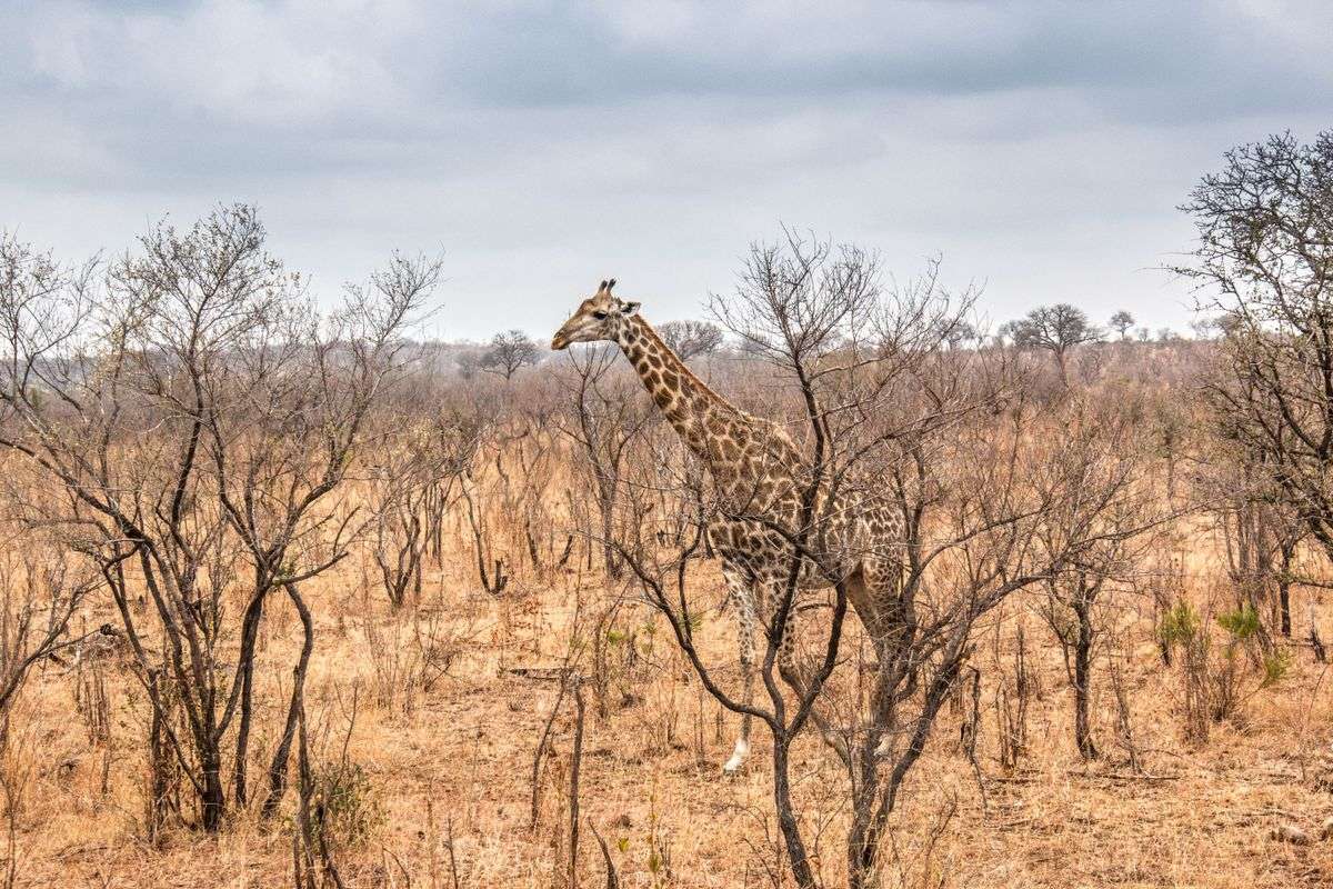 Lone giraffe walking through dry savanna with leafless shrubs under cloudy skies