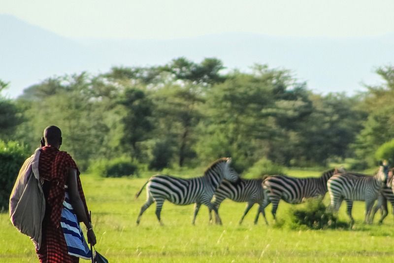 A Maasai man in traditional dress watches a group of zebras grazing on the open African savanna
