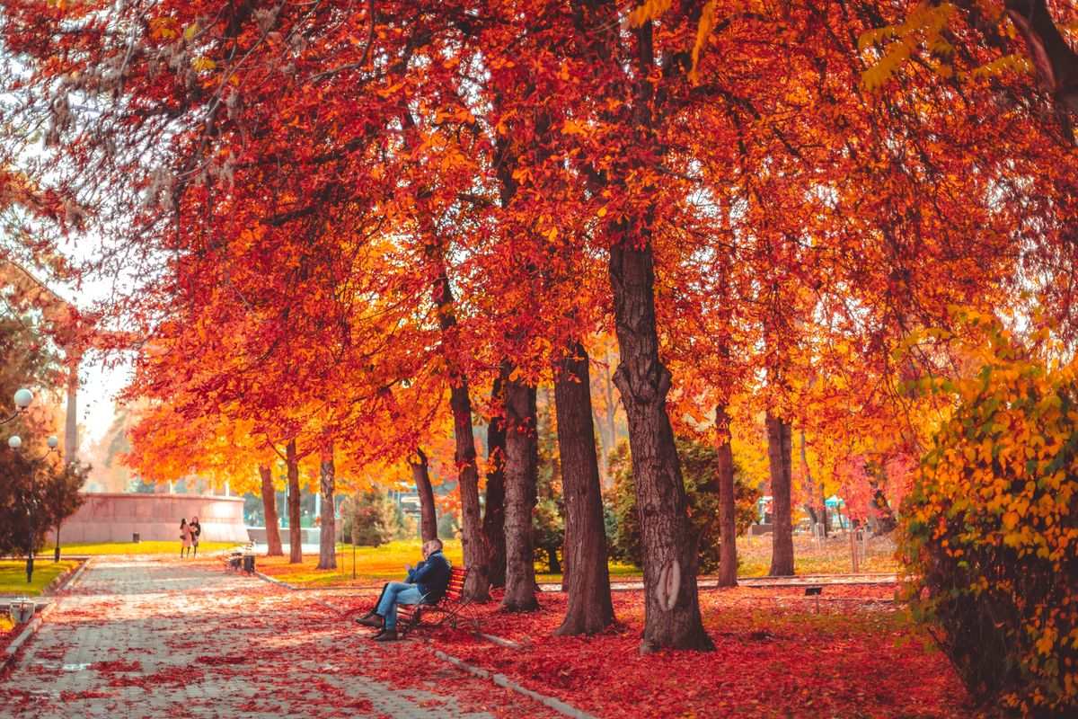 Park path lined with bright orange autumn trees and a person sitting on a bench