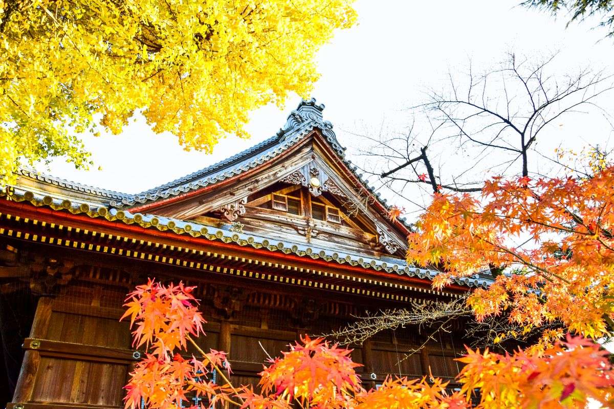 Traditional Japanese temple roof framed by vivid yellow and orange autumn leaves