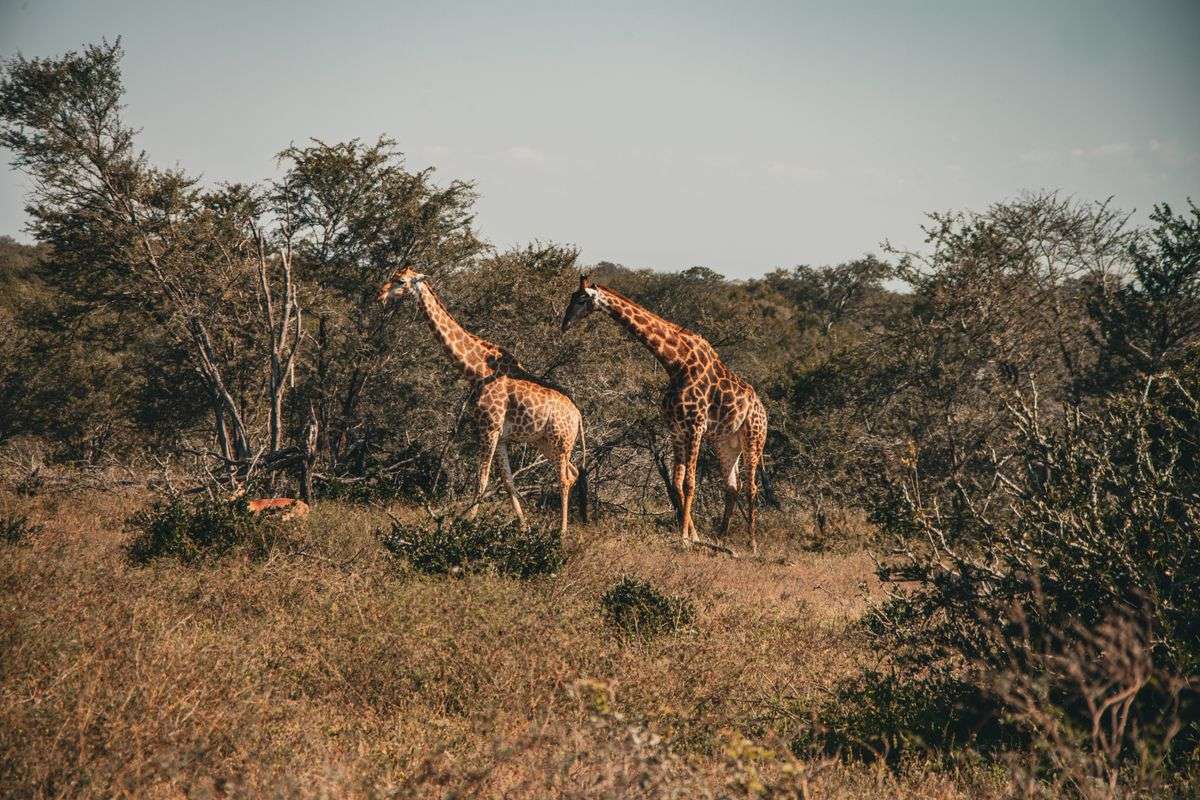 Two giraffes standing in open savanna near low trees and dry grass