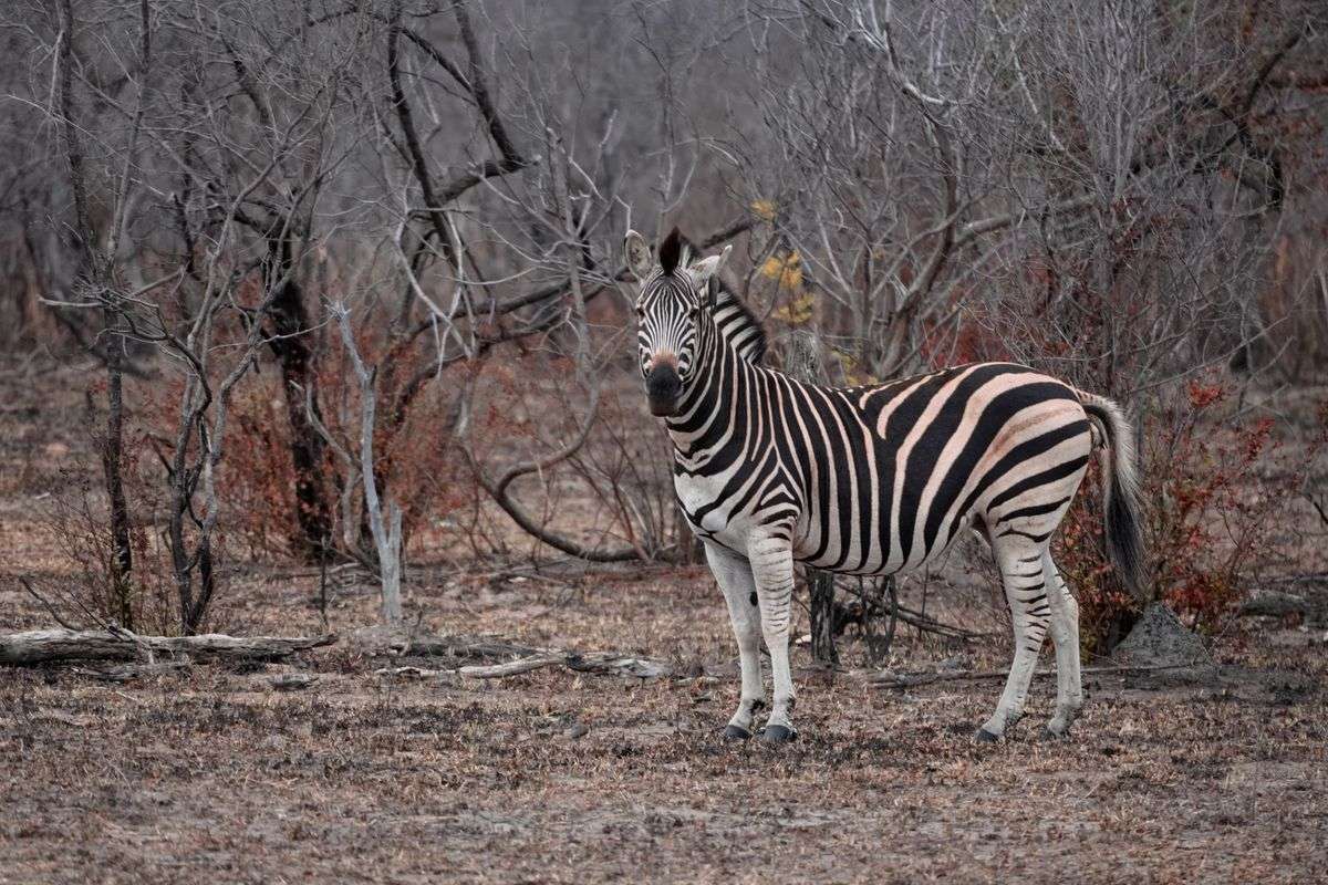 Zebra standing on dry ground among bare trees in the savanna
