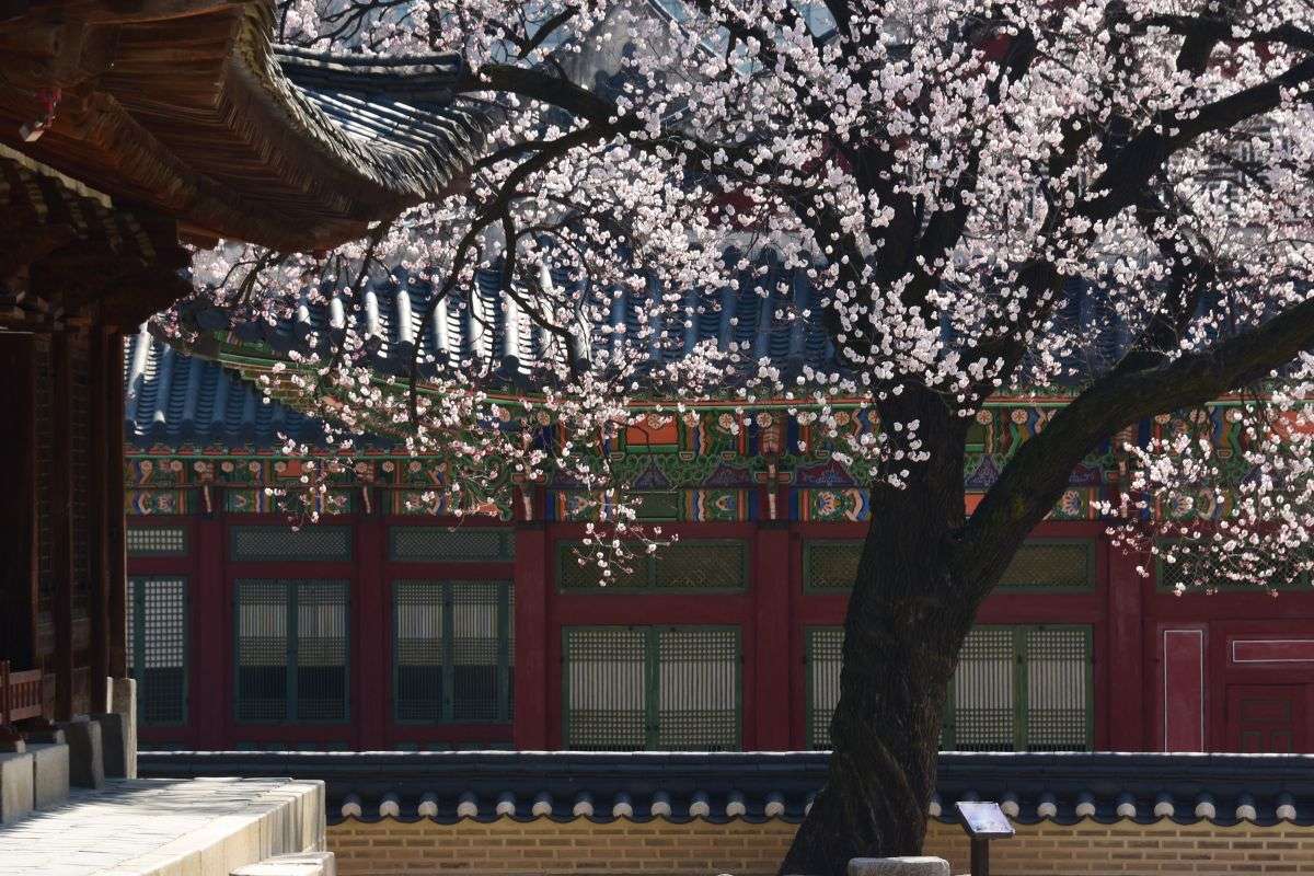 Cherry blossom tree in full bloom beside traditional Korean palace buildings