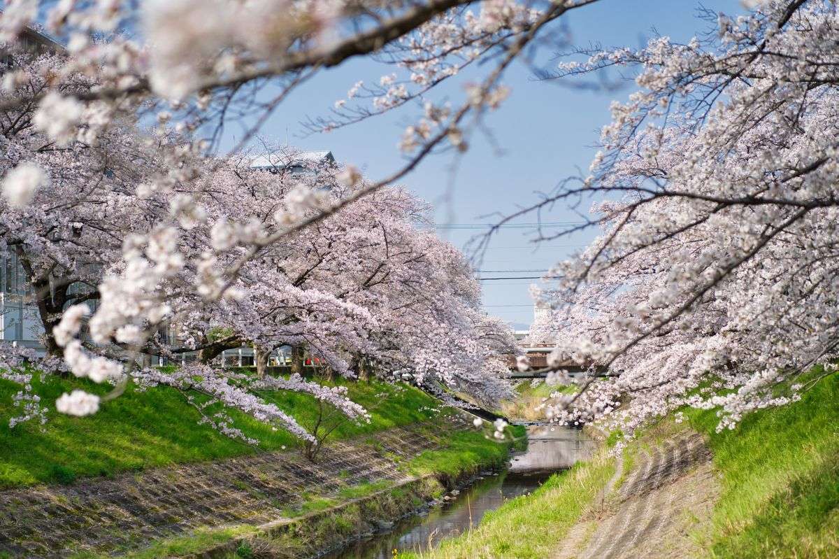 Cherry blossom trees arching over a narrow canal with grassy banks