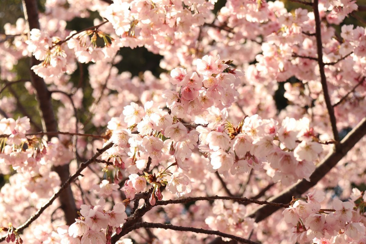 Close-up of pale pink cherry blossoms clustered on sunlit branches