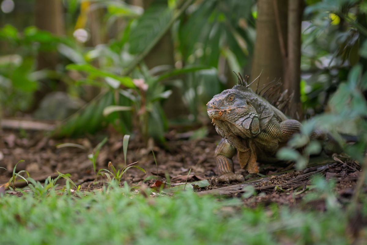 Green iguana on the rainforest floor among leaves and tree trunks