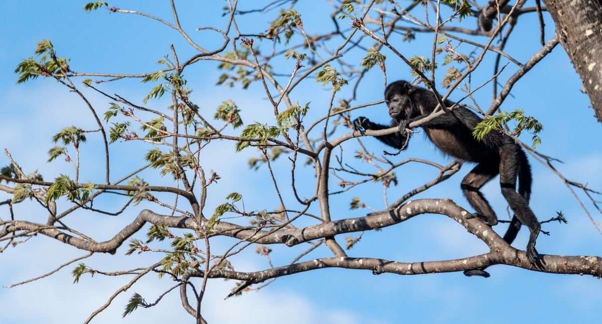 Howler monkey standing on a bare tree branch against a blue sky
