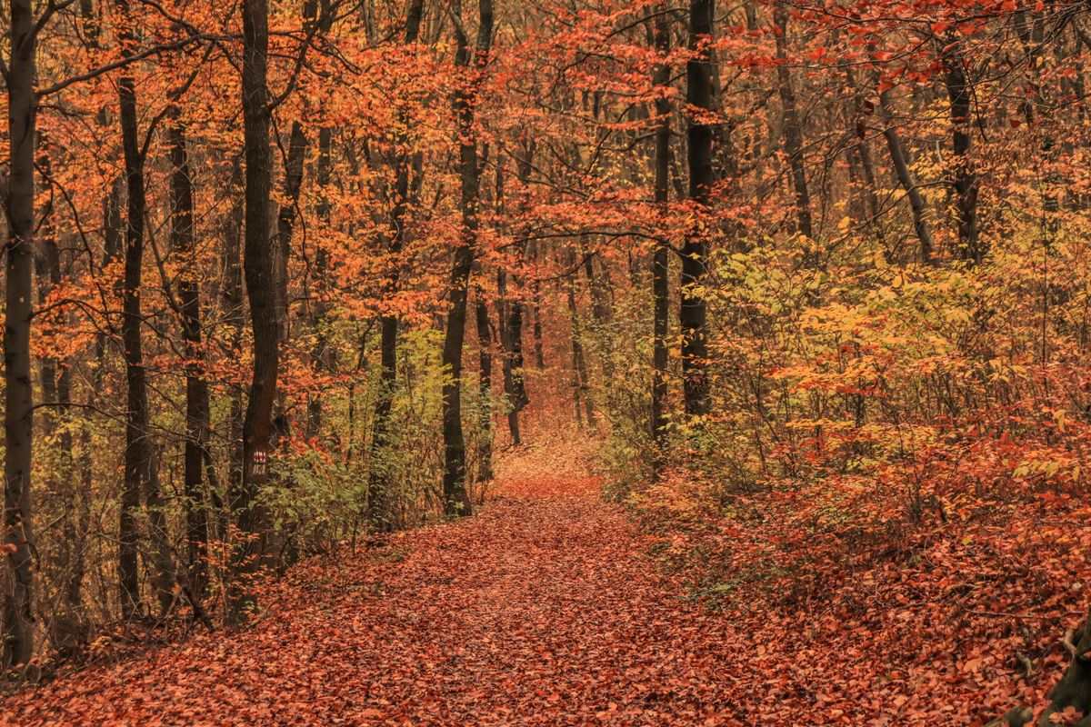 Leaf-covered forest path winding through tall trees with red and orange autumn foliage