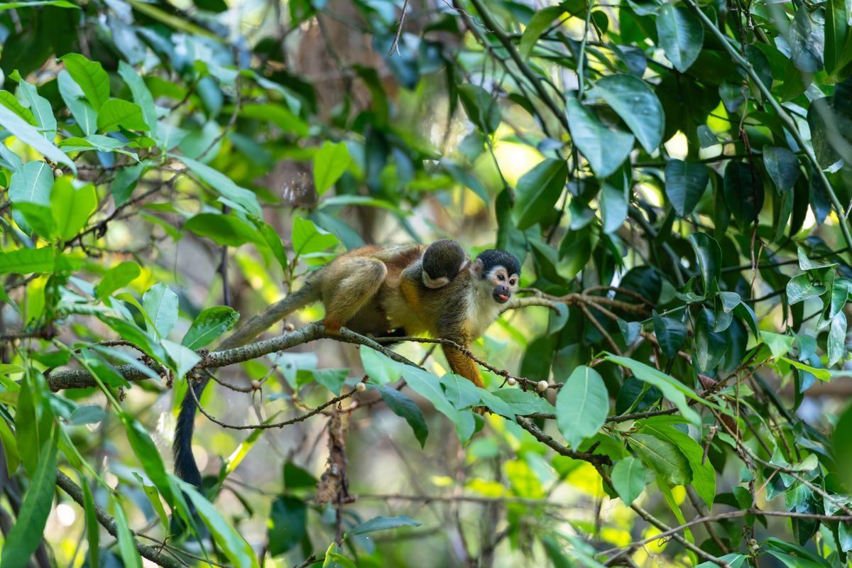 Squirrel monkey perched on a branch among dense green rainforest leaves