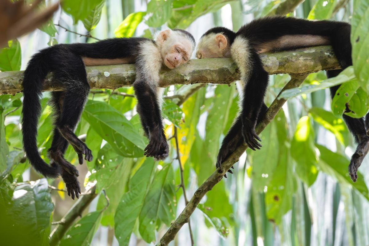Two capuchin monkeys sleeping side by side on a tree branch