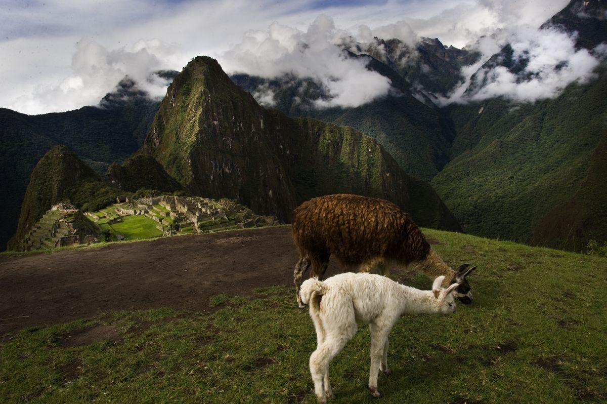 Two llamas grazing on a grassy ridge above Machu Picchu with cloud-covered mountains behind