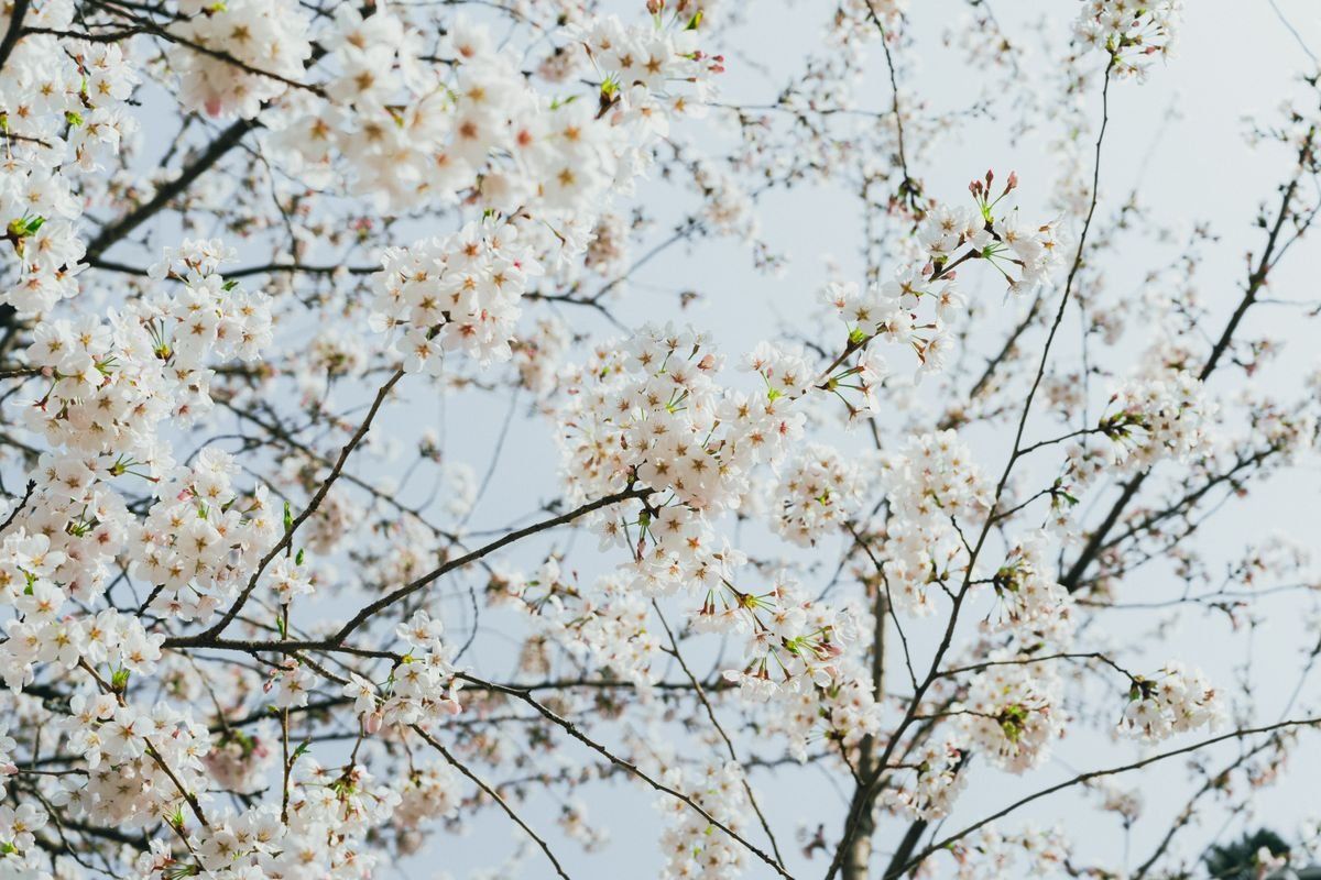 White cherry blossoms blooming on slender branches against a pale spring sky