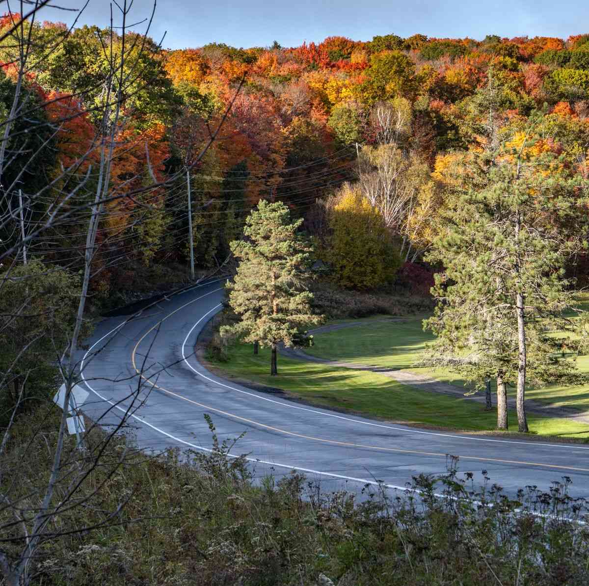 Winding road curving past grassy verge and trees in bright autumn colours