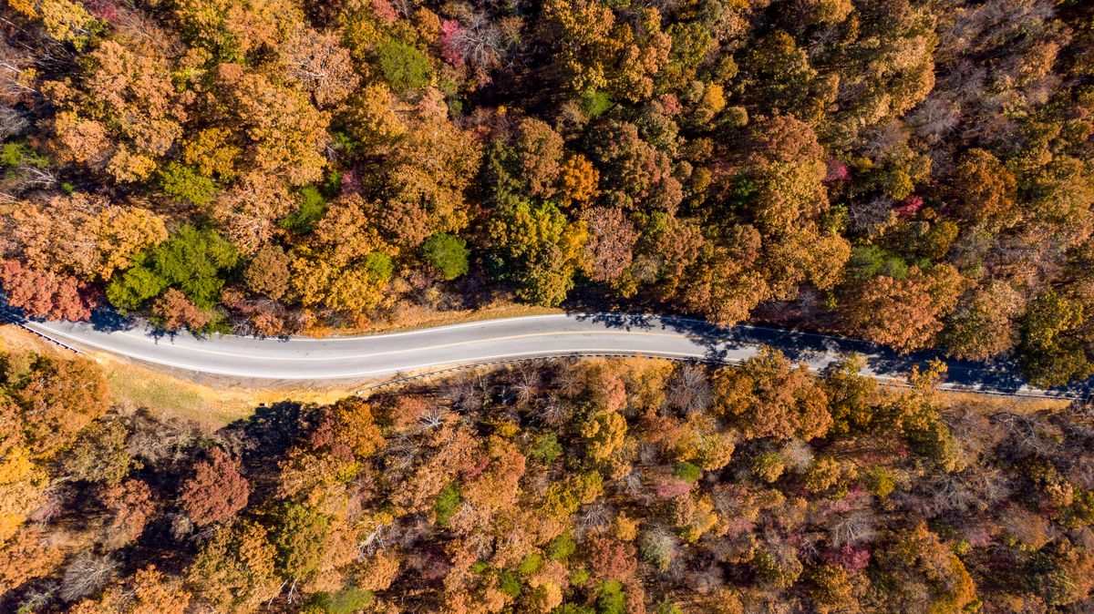Winding road cutting through a dense autumn forest in an aerial view