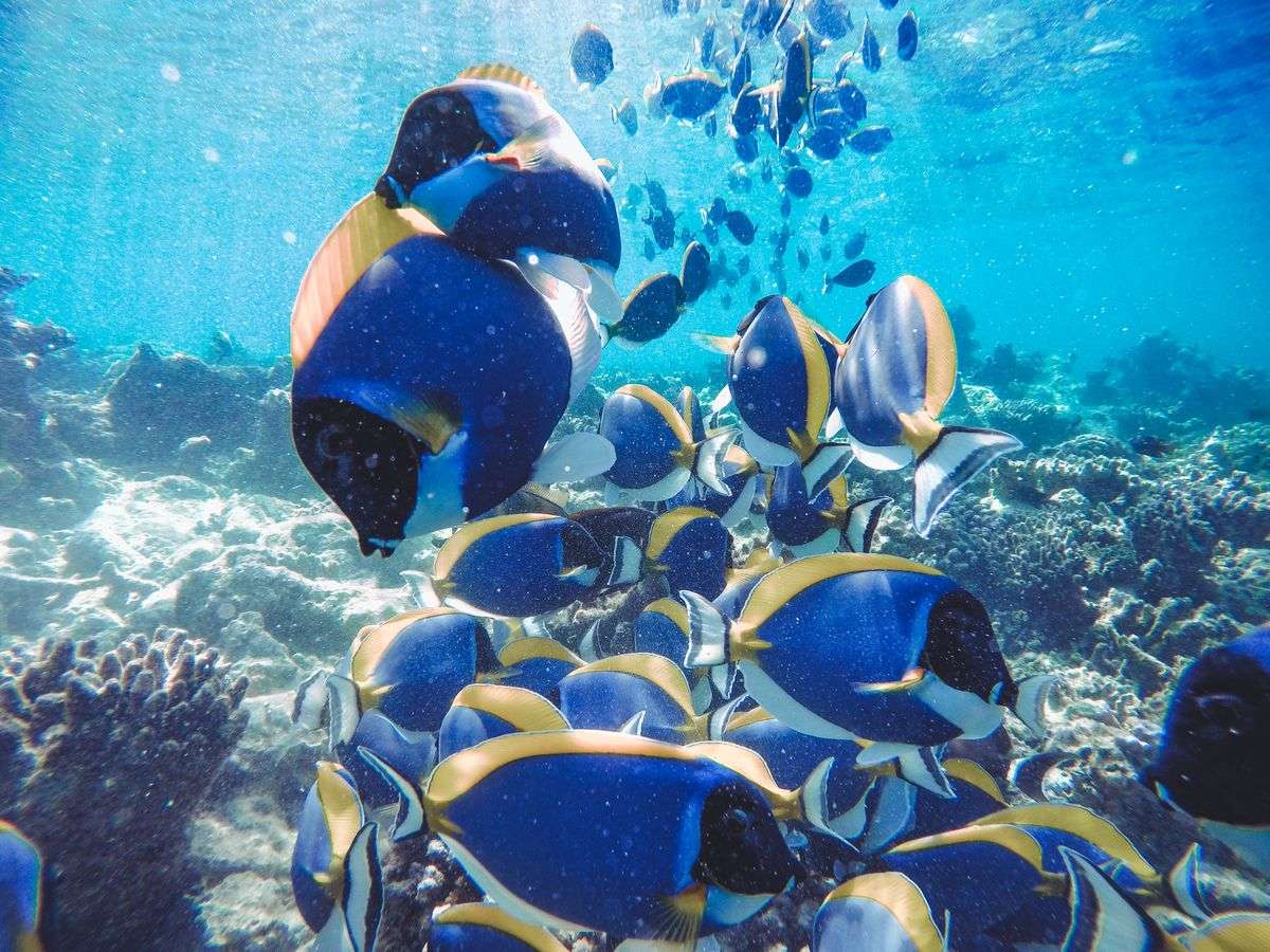 School of colorful tropical fish swimming above a sunlit coral reef