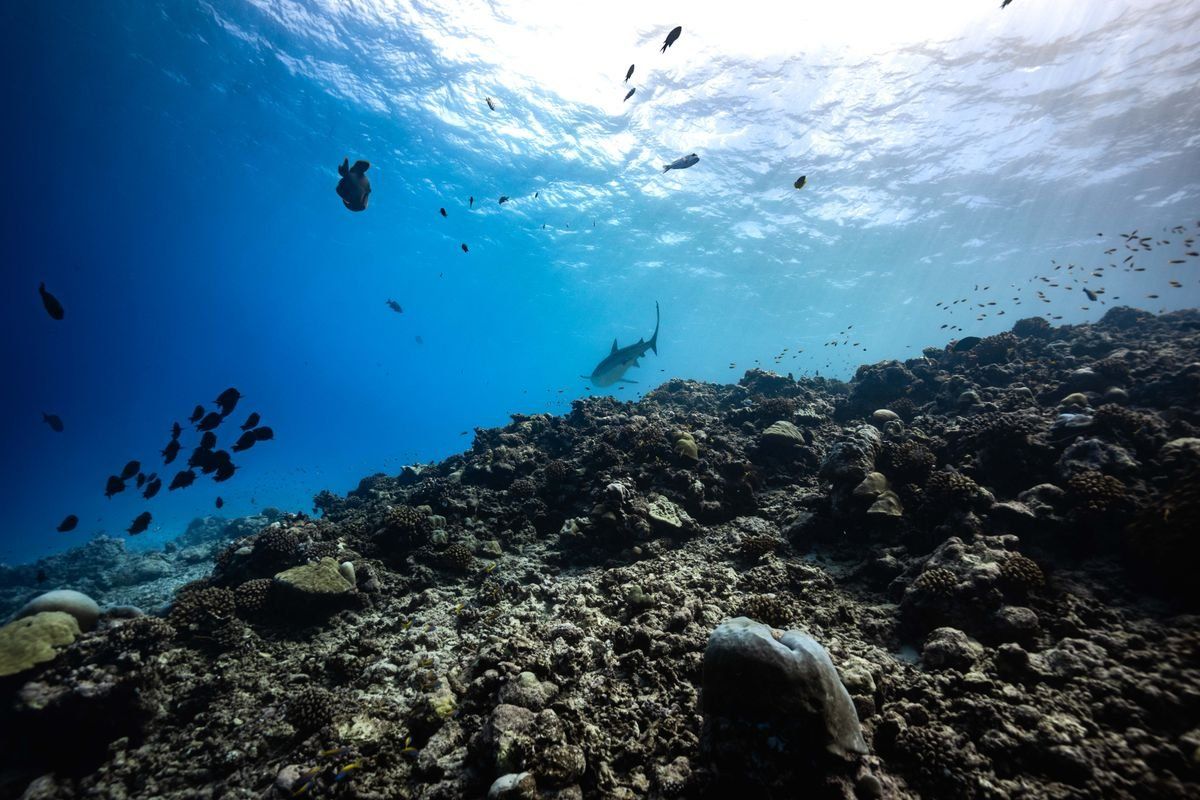 Shark swimming above a rocky coral reef with small fish in clear blue water